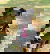 Luca