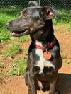 adoptable Dog in Lynchburg, VA named Luca