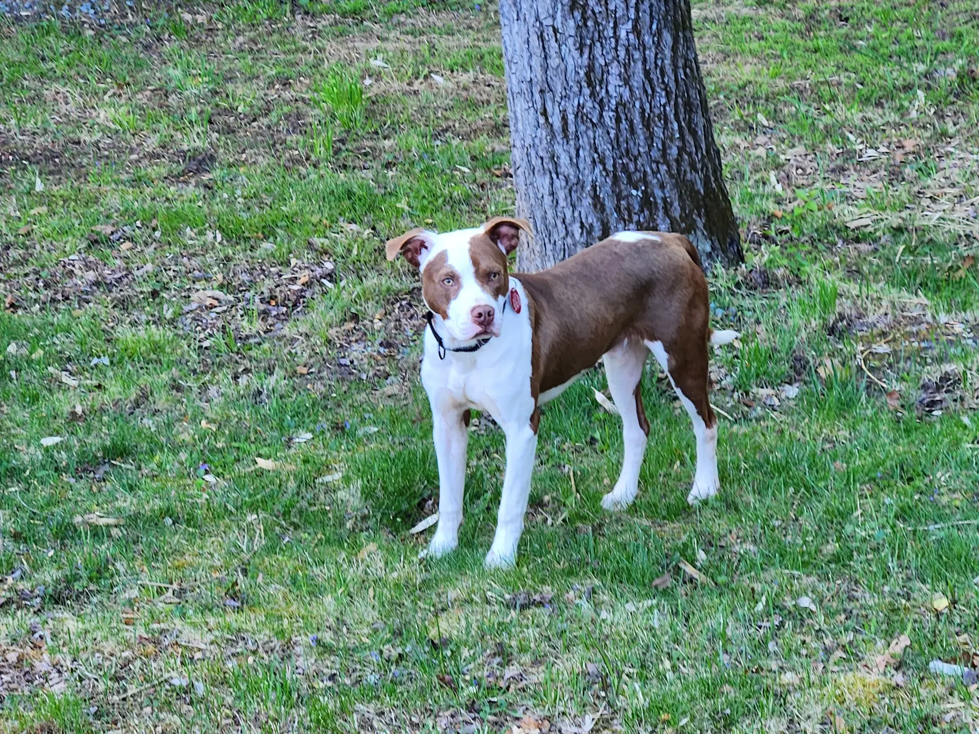 Enzo image 4