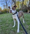 adoptable Dog in lynchburg, VA named Enzo