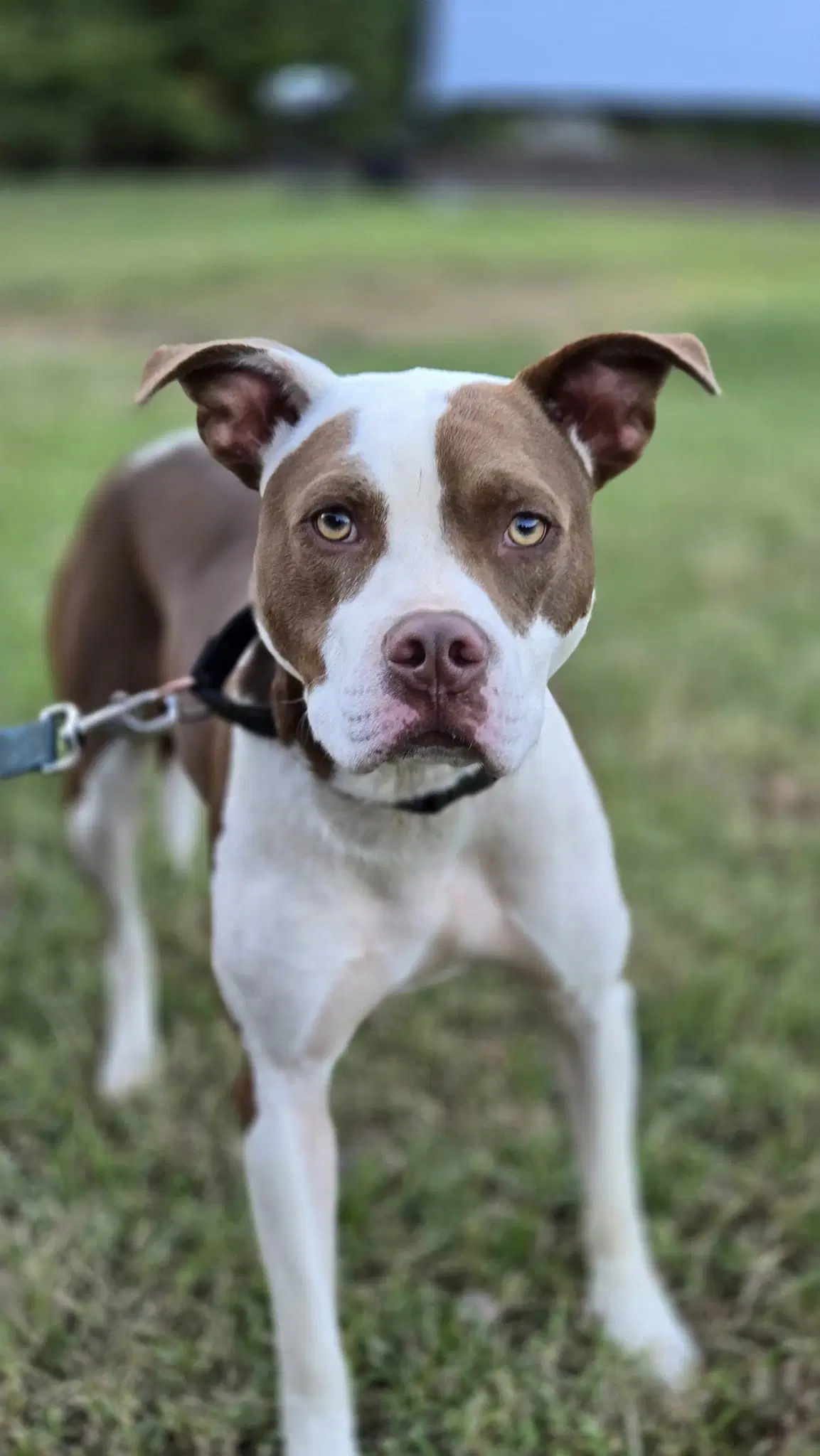 Enzo - American Pit Bull Terrier