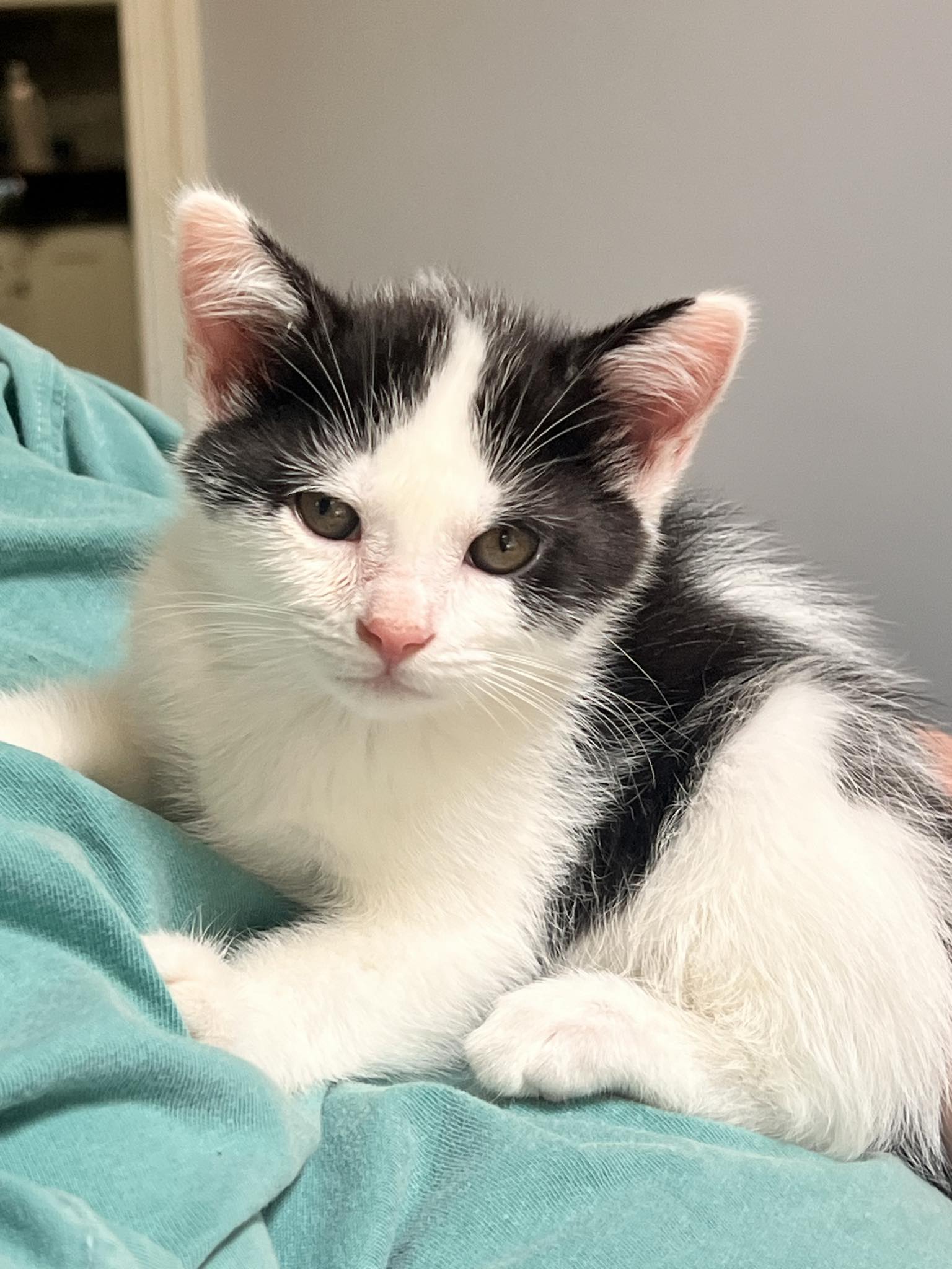 adoptable Cat in Lynchburg, VA named *Malware