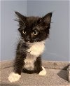 adoptable Cat in lynchburg, VA named *Uno
