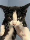 adoptable Cat in lynchburg, VA named *Tres