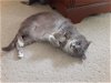 adoptable Cat in lynchburg, VA named *Mr Mannie