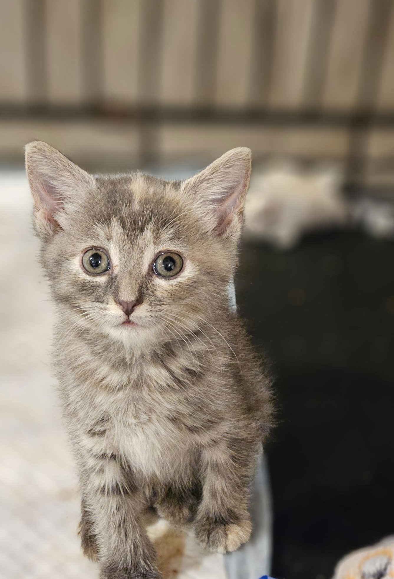 adoptable Cat in Lynchburg, VA named *Betty