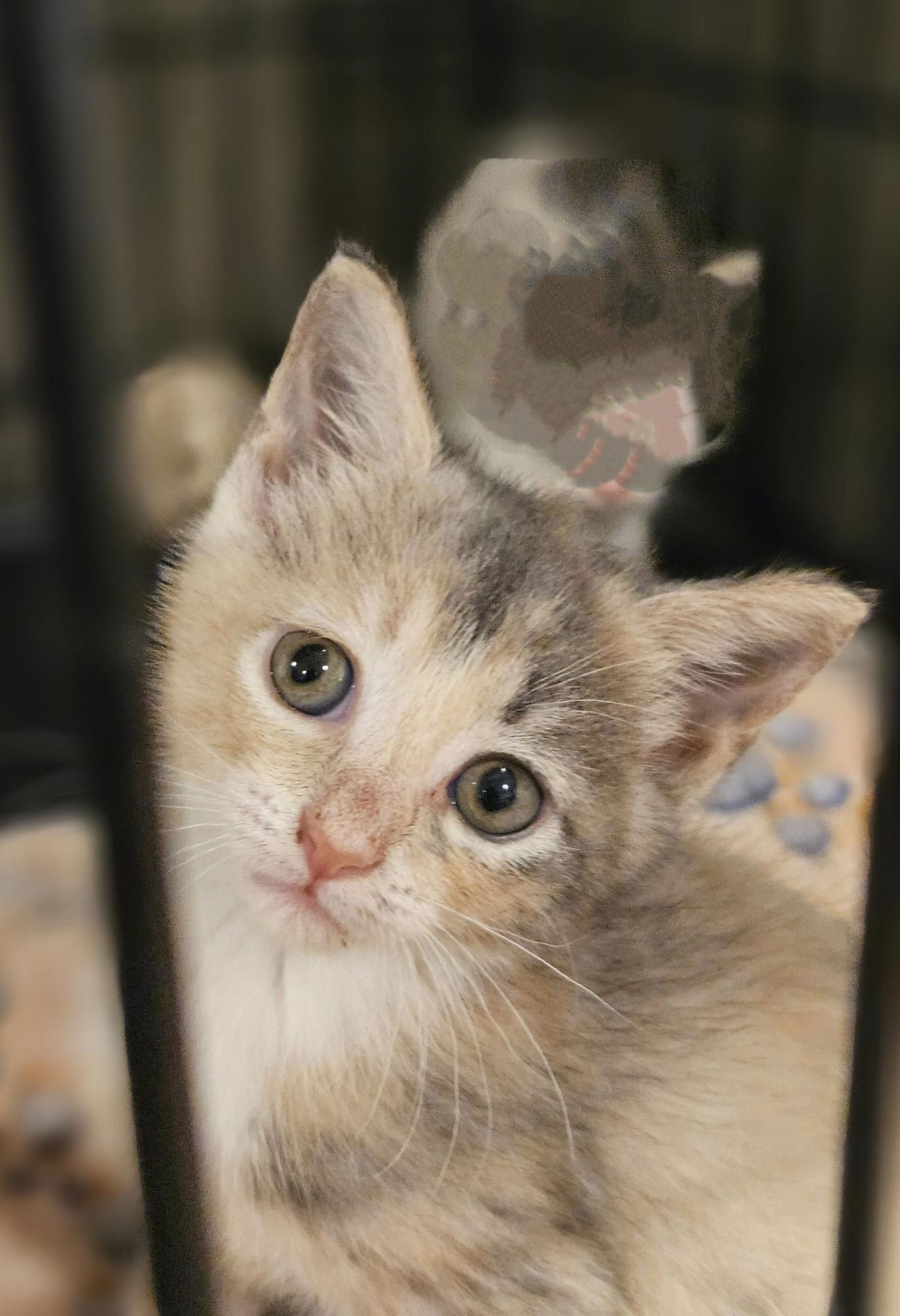 adoptable Cat in Lynchburg, VA named *Hilda