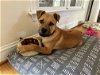 adoptable Dog in lynchburg, VA named Bullet