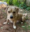 adoptable Dog in lynchburg, VA named Cooper