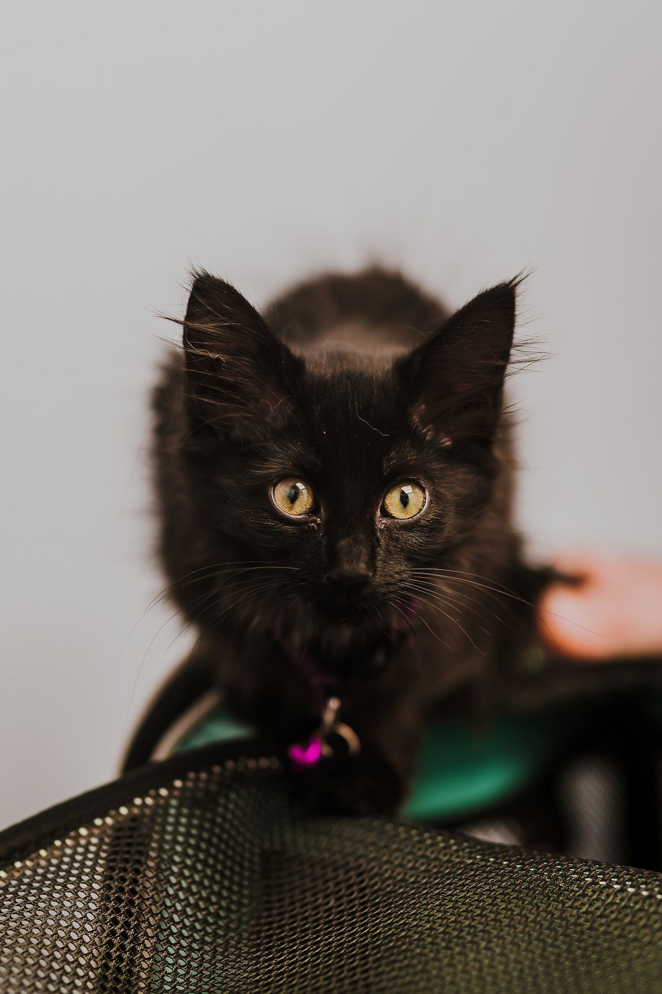 adoptable Cat in Lynchburg, VA named *Ginny