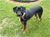 adoptable Dog in lynchburg, VA named Pepper