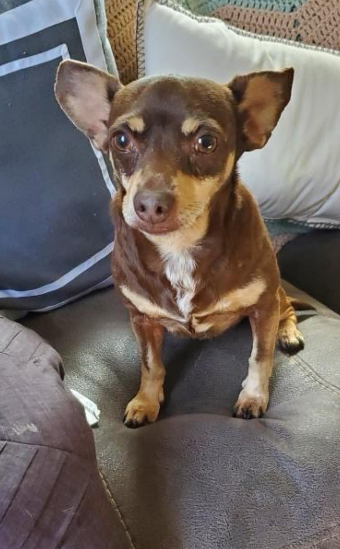 adoptable Dog in Forest, VA named Felix