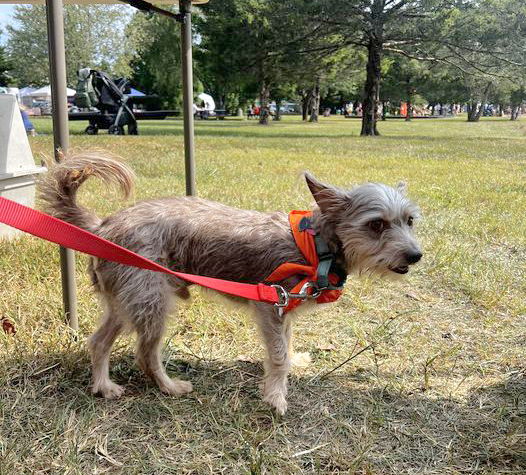 adoptable Dog in Lynchburg, VA named Benji