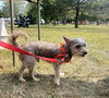 adoptable Dog in  named Benji