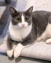 adoptable Cat in Lynchburg, VA named *Lola