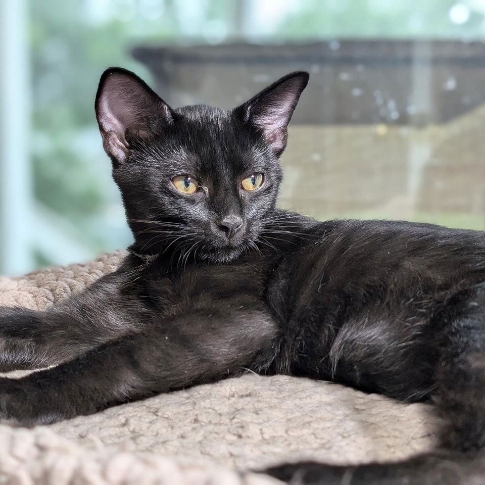 adoptable Cat in Lynchburg, VA named *Daffy