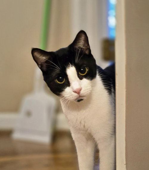 *JOSEPH - Domestic Short Hair available for adoption