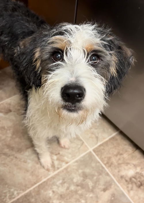 Baxter