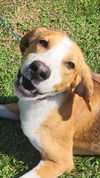 adoptable Dog in Lynchburg, VA named Wrangler