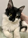 adoptable Cat in  named *Mrs Bucket