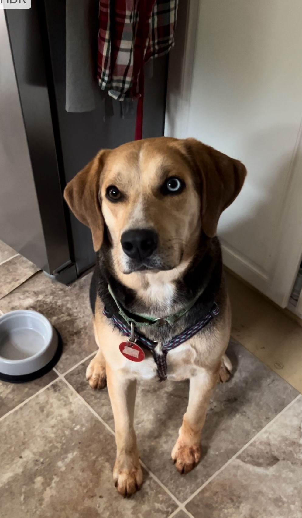 adoptable Dog in Lynchburg, VA named Moseley