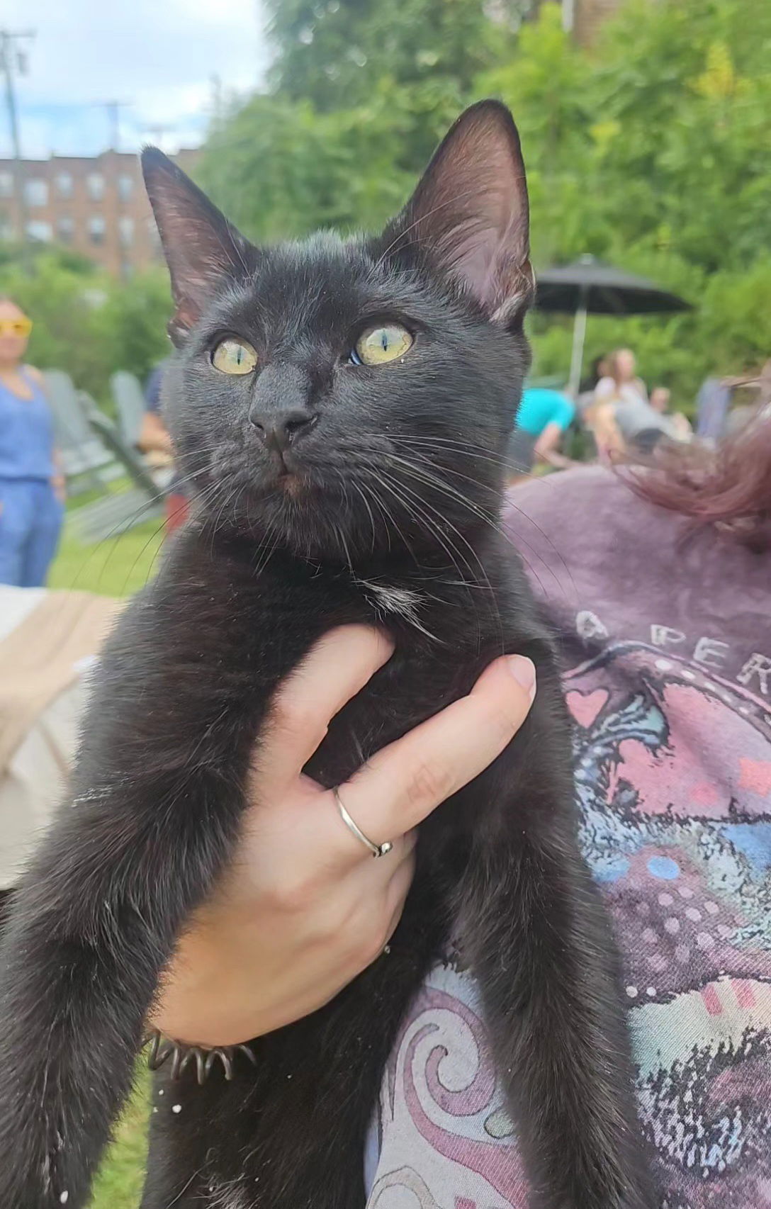 adoptable Cat in Lynchburg, VA named *Tuna