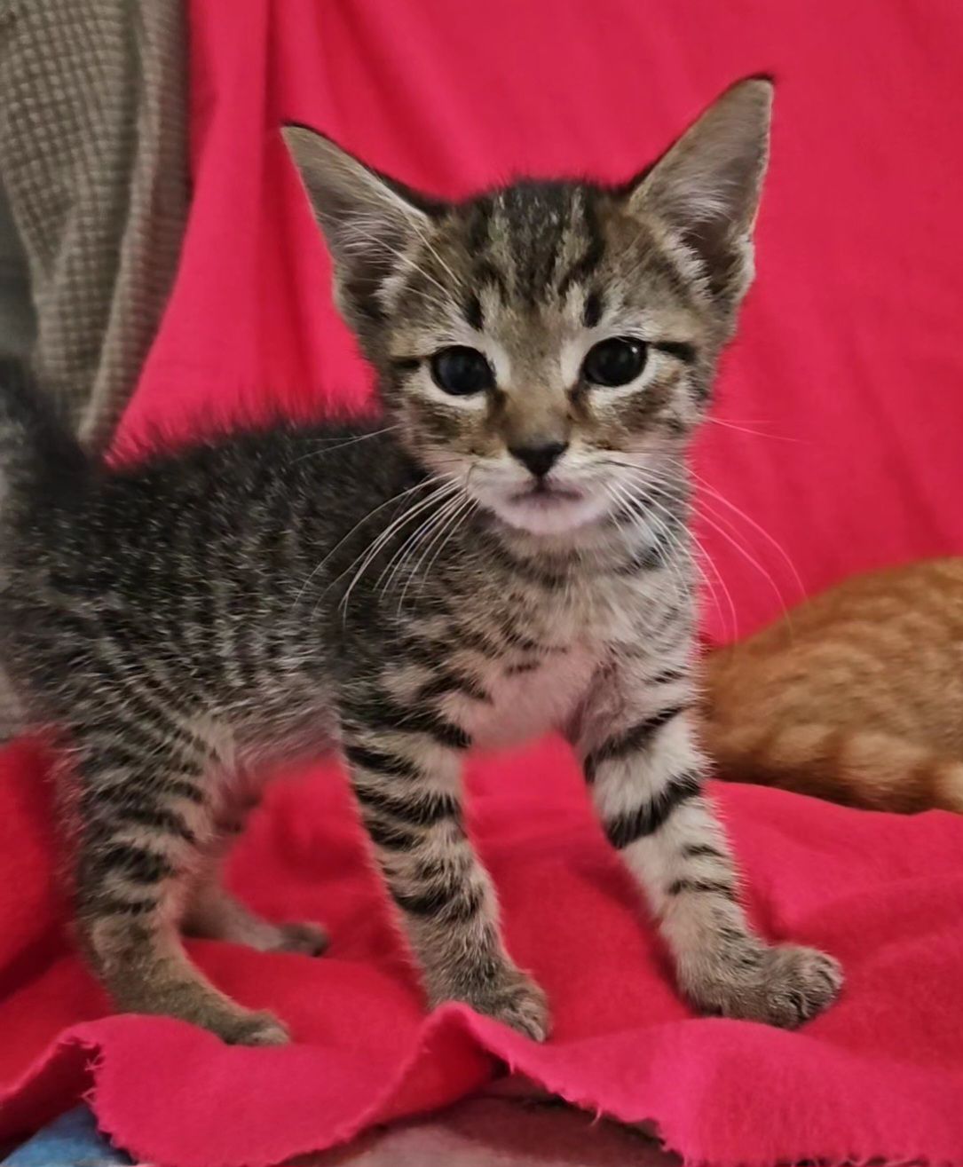 adoptable Cat in Lynchburg, VA named *Mojito