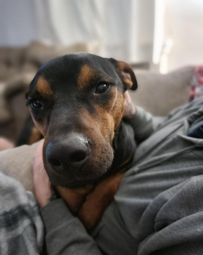 adoptable Dog in Forest, VA named Hulk *courtesy Richmond area