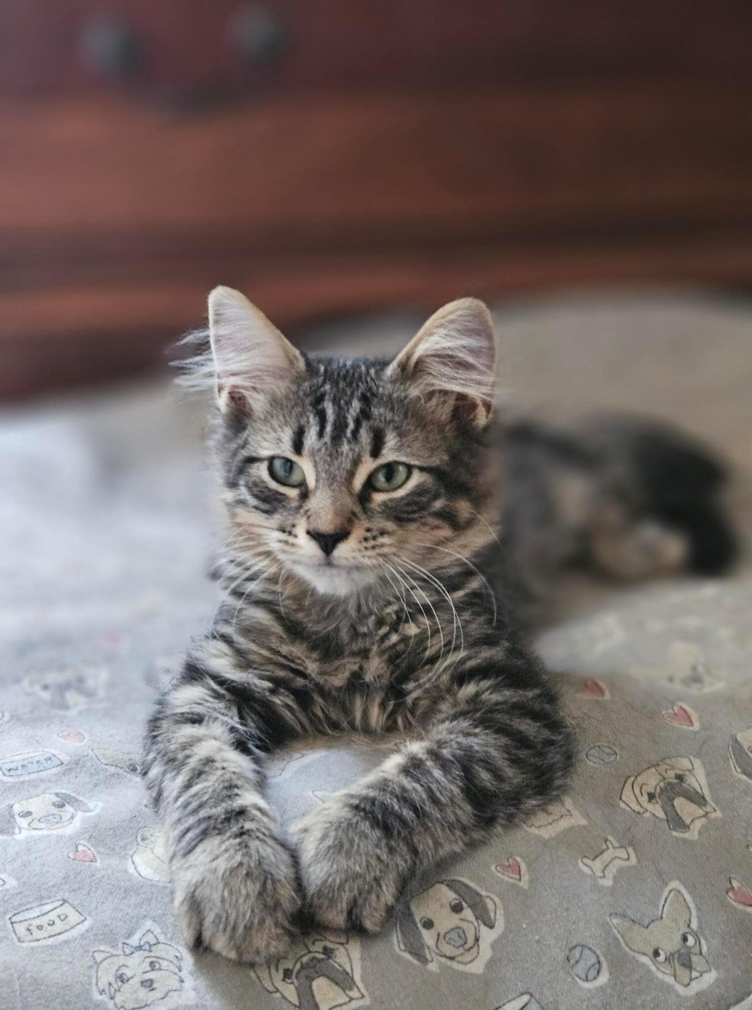 adoptable Cat in Lynchburg, VA named *Lilith