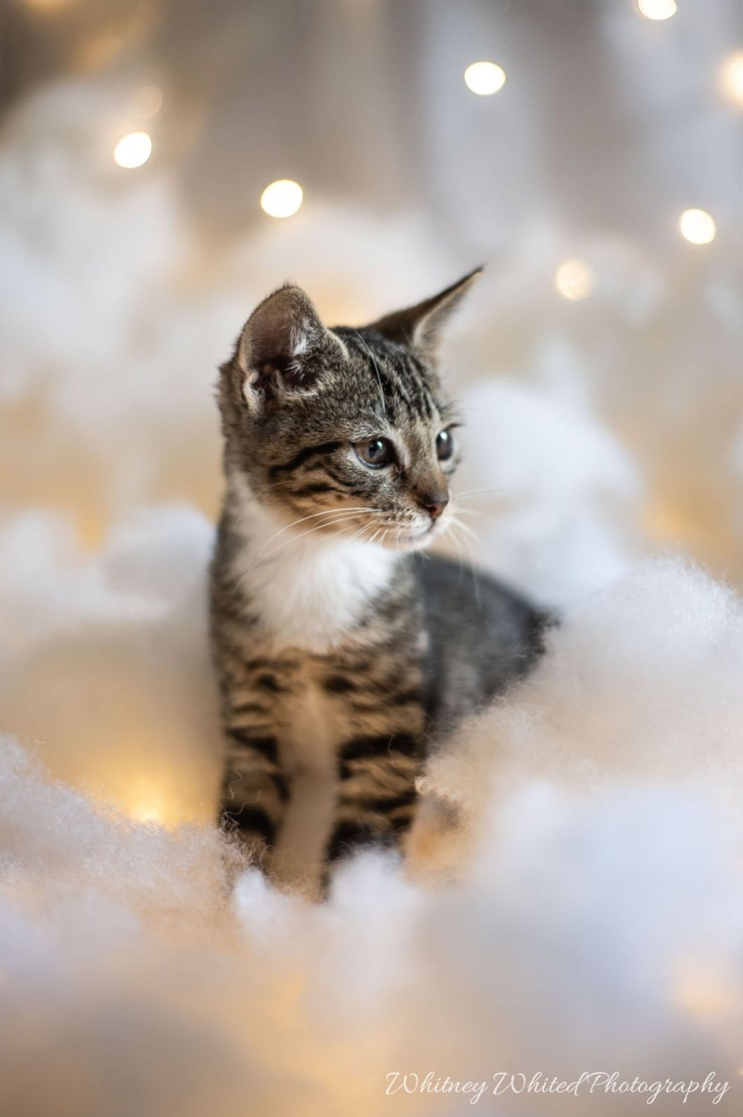 adoptable Cat in Lynchburg, VA named *Bambi