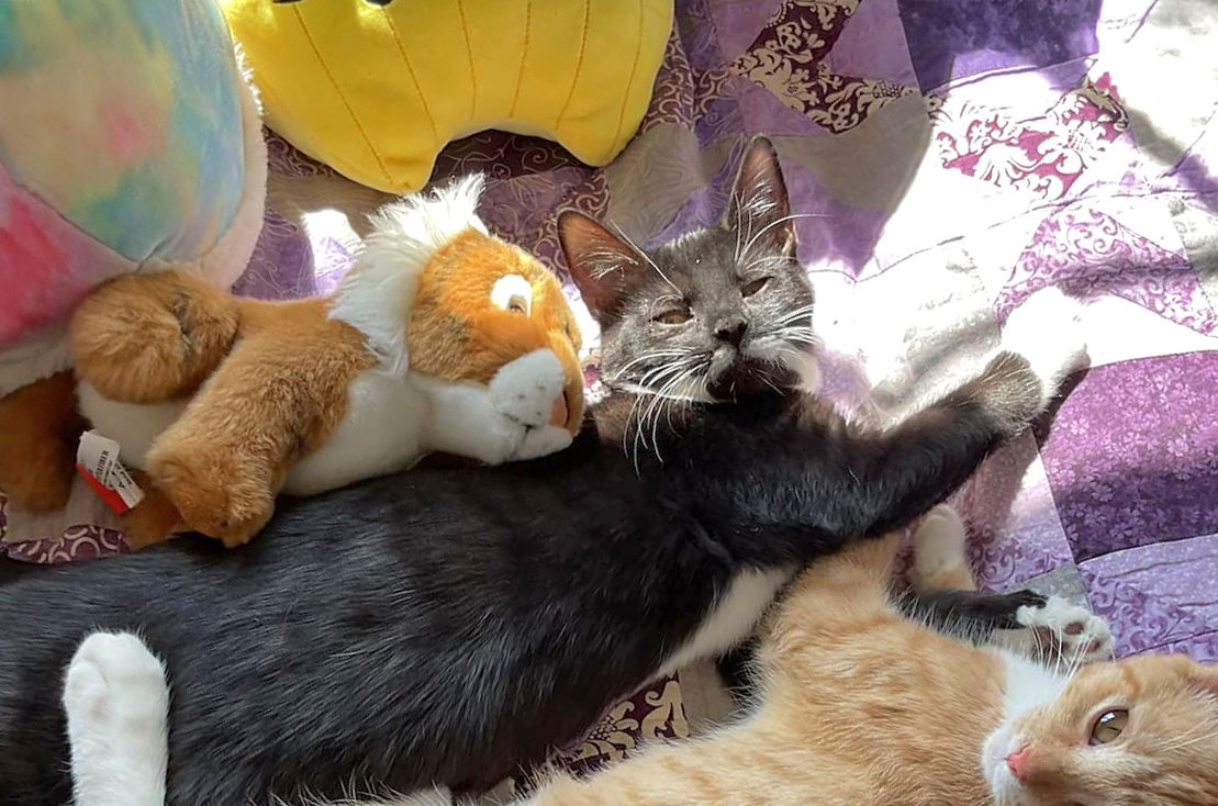 adoptable Cat in Lynchburg, VA named *Mustachio