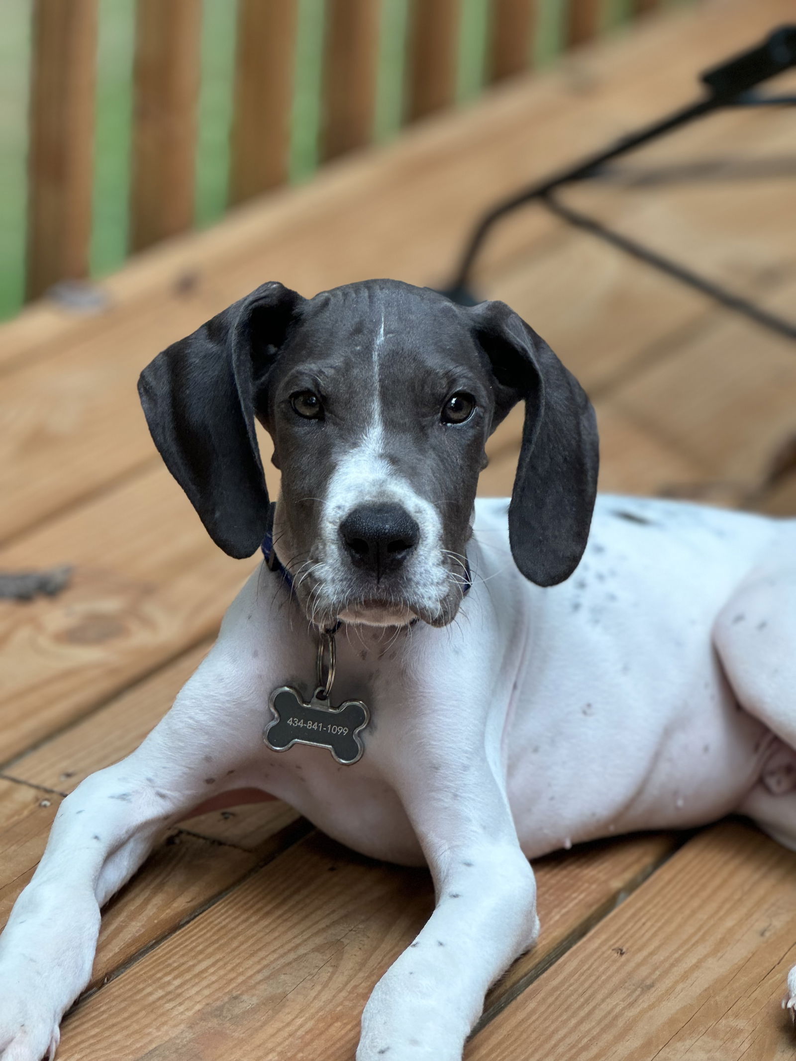 adoptable Dog in Lynchburg, VA named Rocky