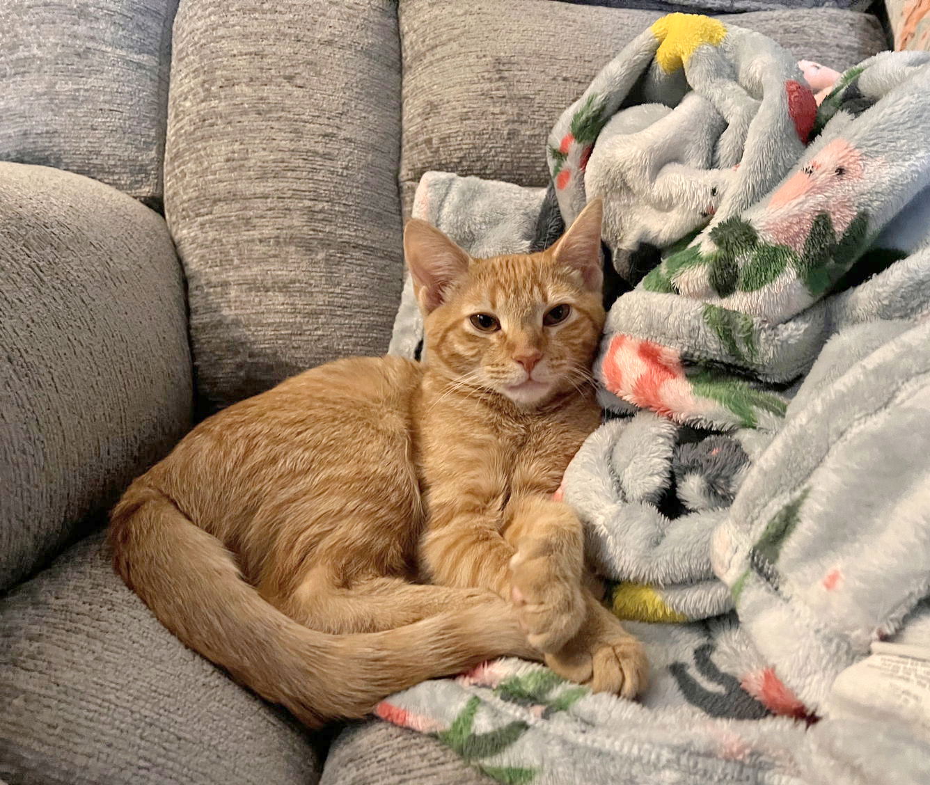 adoptable Cat in Lynchburg, VA named *Mars