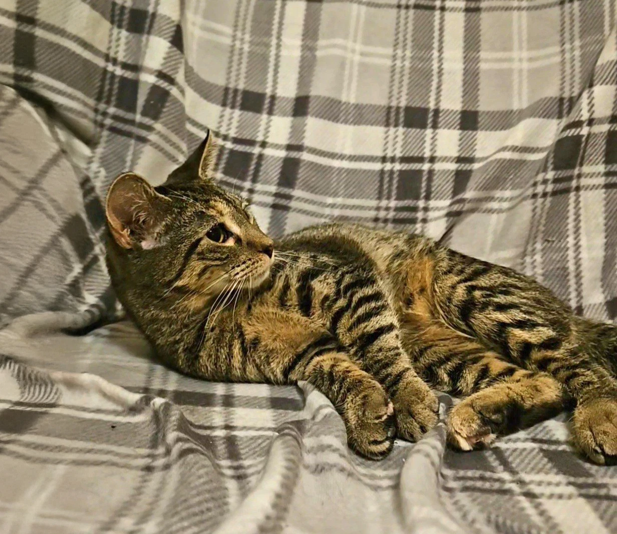 Sabrina