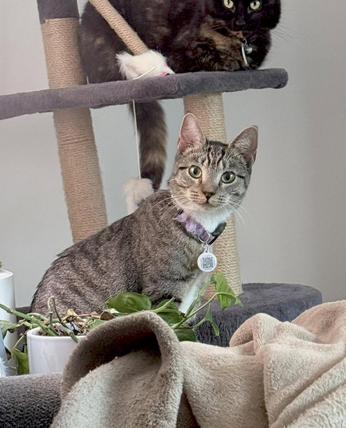 picture of the cat needing adoption