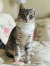 *Lily *gray tabby