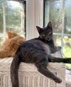 *Olive - Photo 11