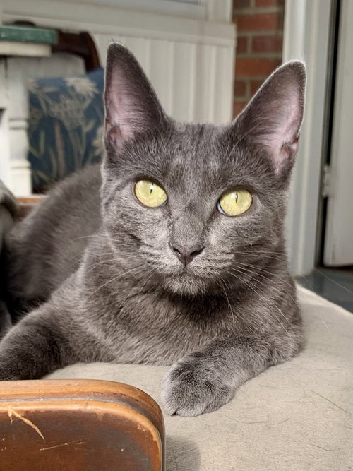picture of the cat needing adoption