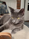 *Olive - Photo 12