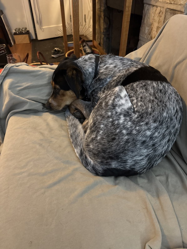 Indy (Blacksburg, VA)