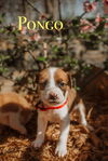 Pongo