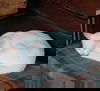*Pearl