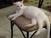 *Pearl