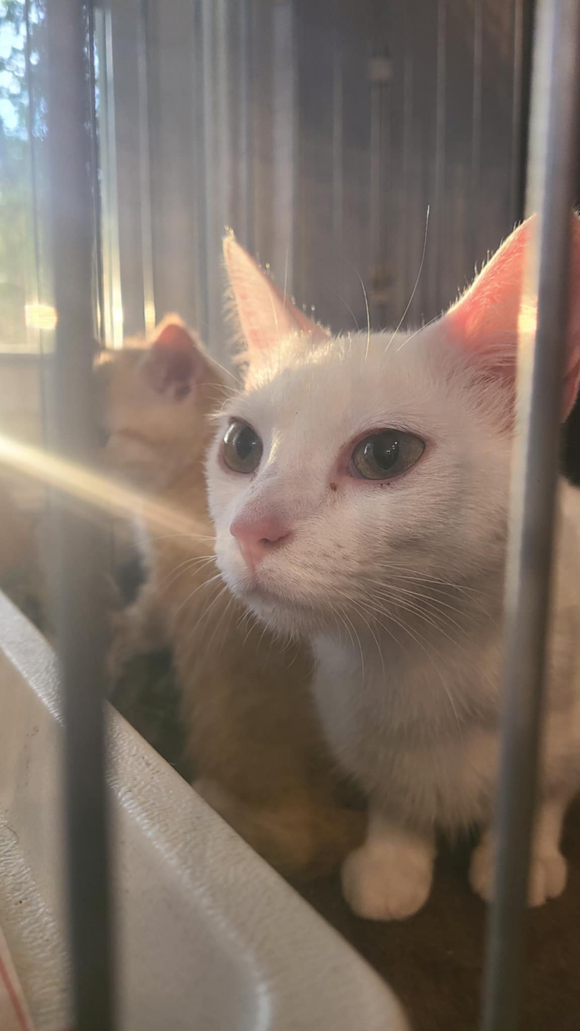 adoptable Cat in Lynchburg, VA named *Pearl