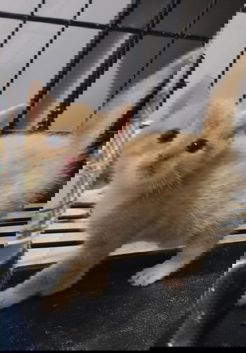 *Topaz