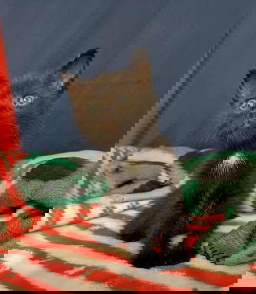 *Tom Kitten