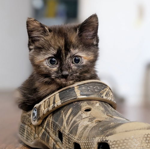 *Fluff Muffin