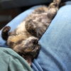 *Fluff Muffin