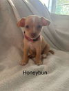 Honeybun