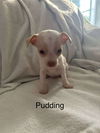 Pudding